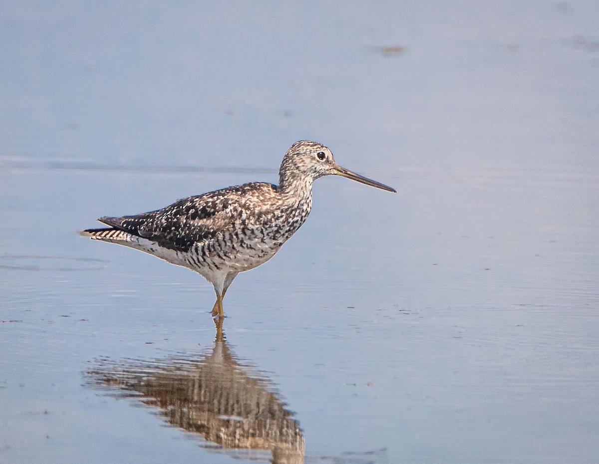 Greater Yellowlegs - bj worth