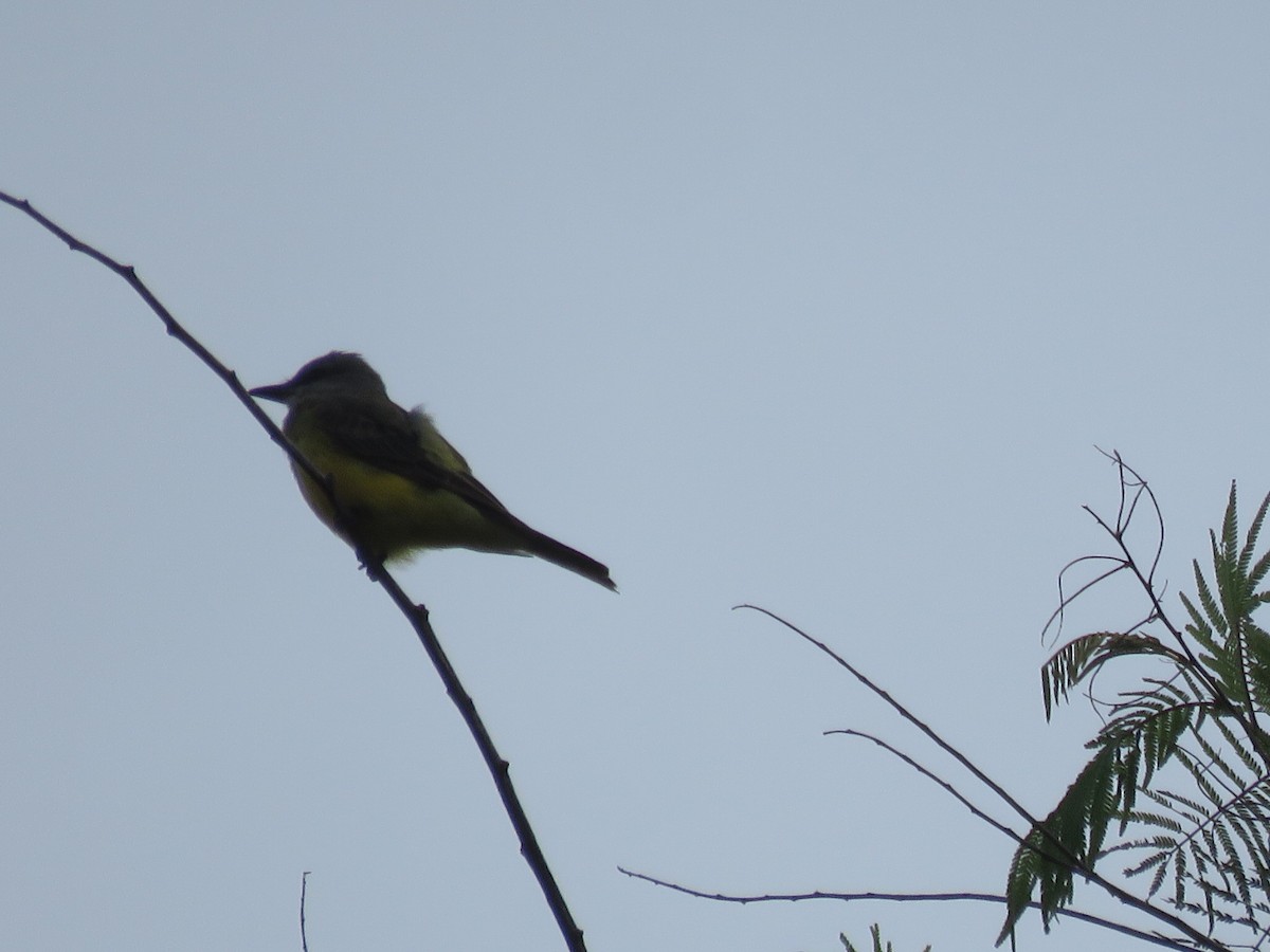 Tropical Kingbird - ML591701821