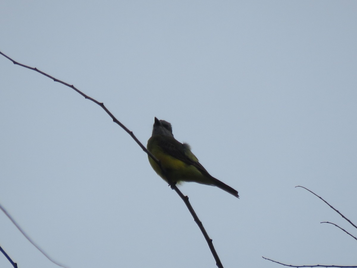 Tropical Kingbird - ML591701841