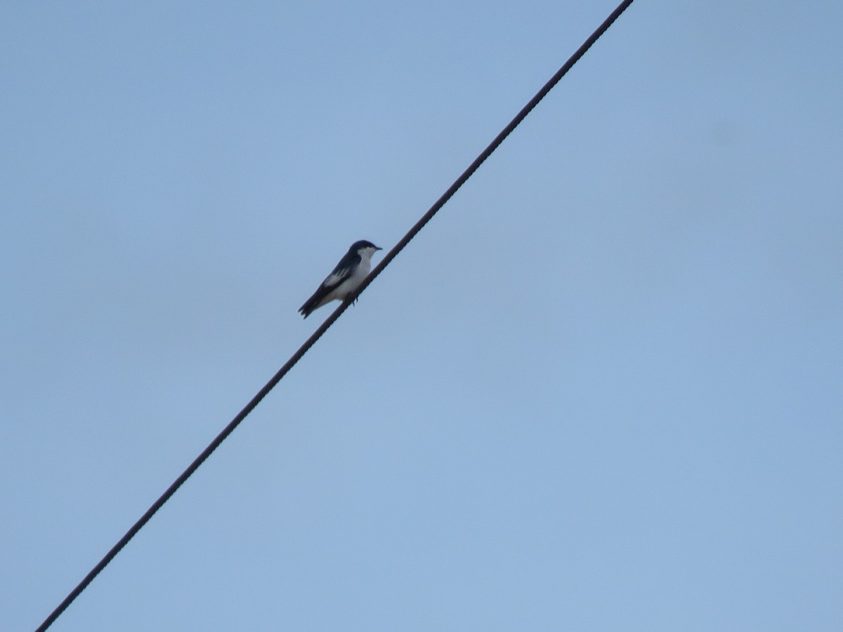 White-winged Swallow - ML591702221