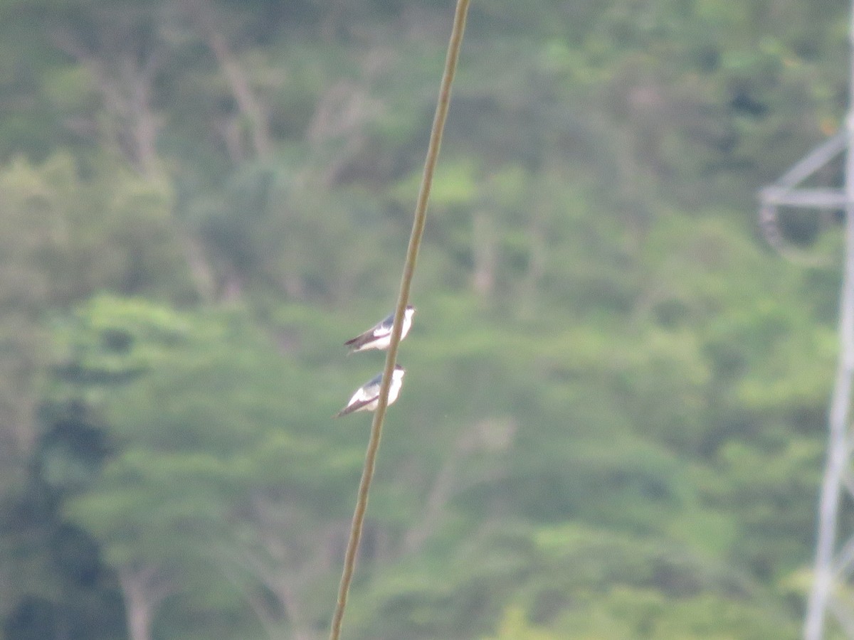 White-winged Swallow - ML591702231