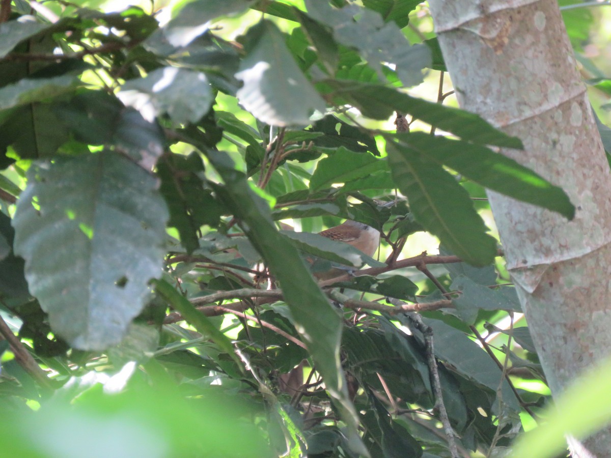 Rufous-and-white Wren - ML591702771