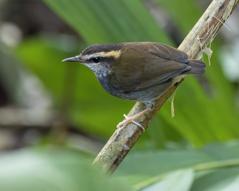 Bornean Stubtail - ML591702831