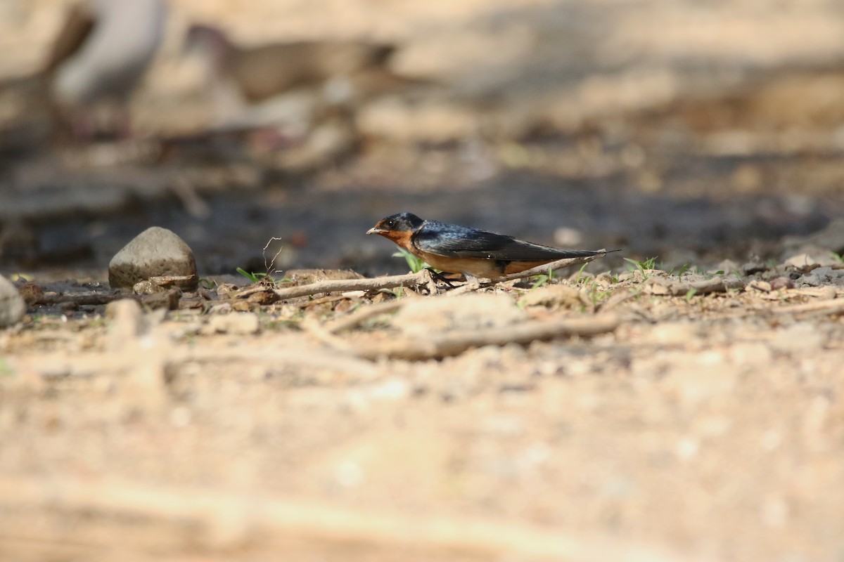 låvesvale (erythrogaster) - ML591702881