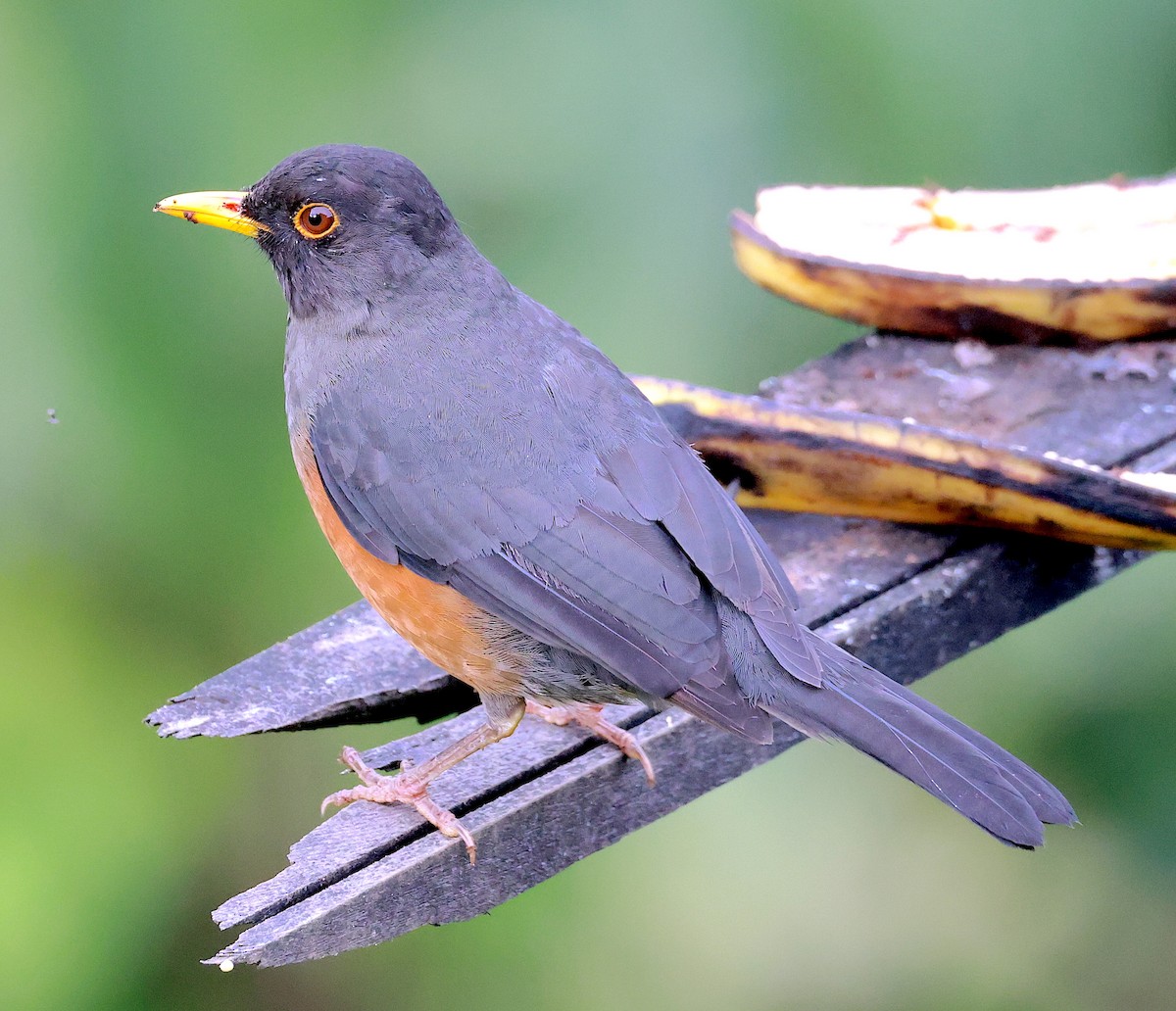 Chestnut-bellied Thrush - Mandy Talpas -Hawaii Bird Tours