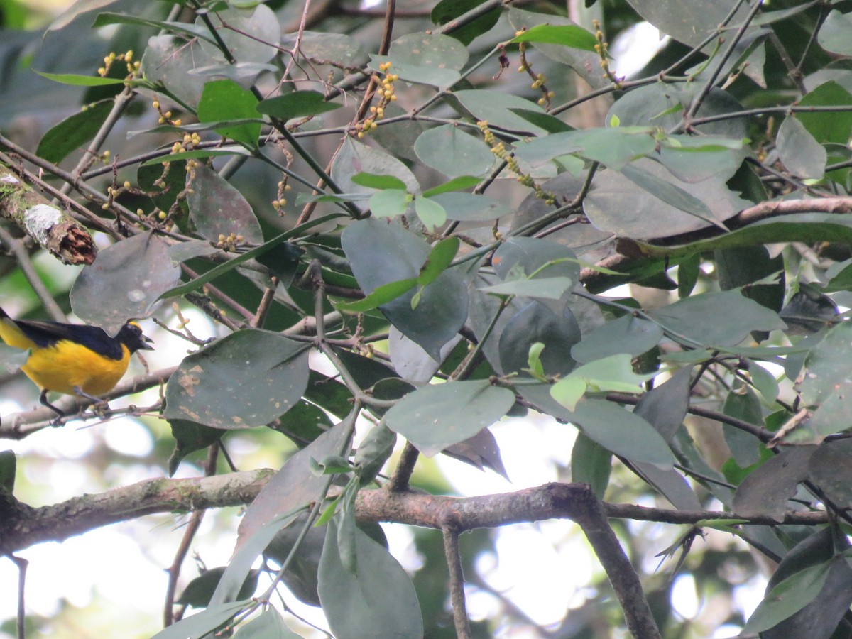 Purple-throated Euphonia - ML591703021