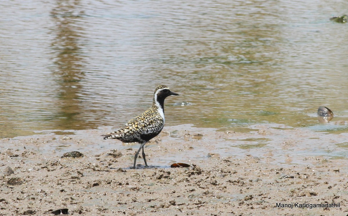 Pacific Golden-Plover - Manoj Karingamadathil