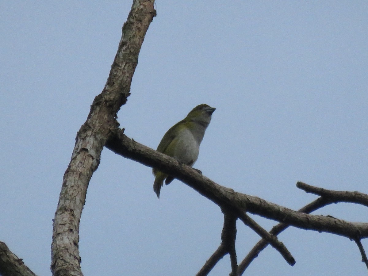 Golden-bellied Euphonia - ML591703281