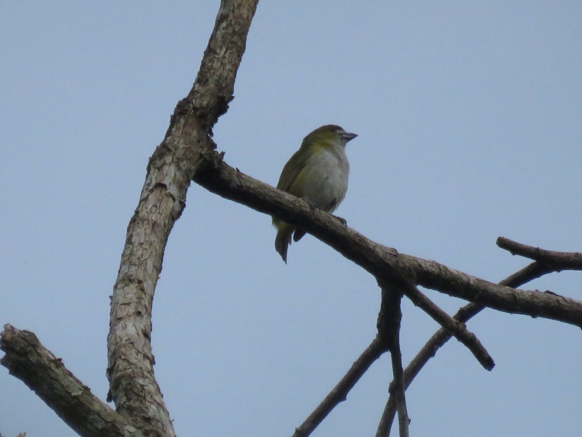 Golden-bellied Euphonia - ML591703291