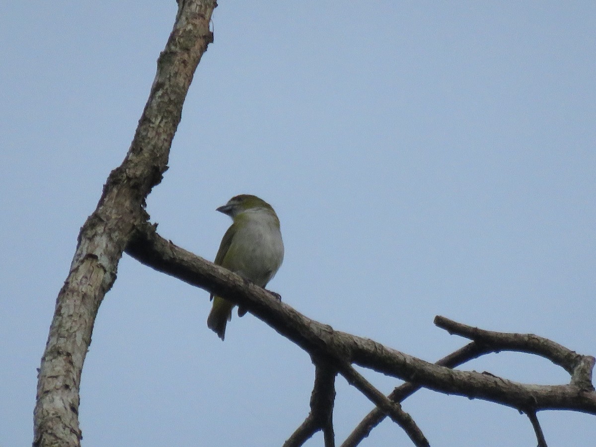 Golden-bellied Euphonia - ML591703301