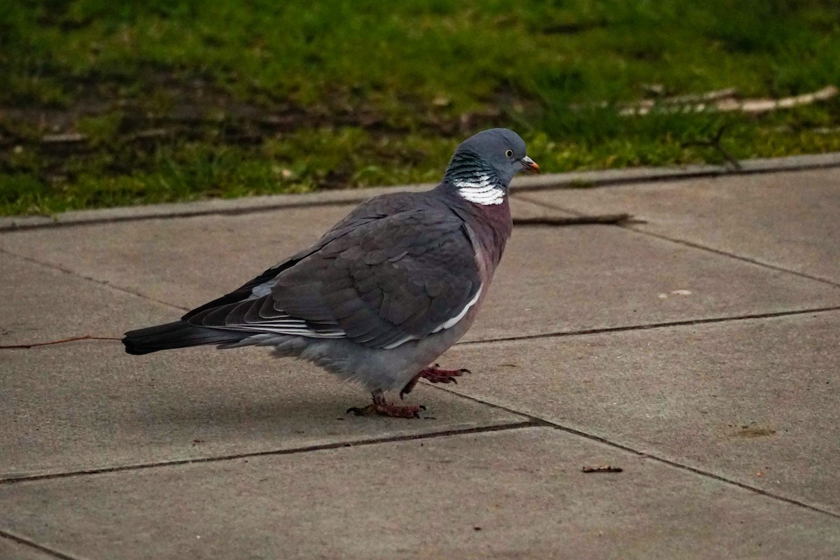 Common Wood-Pigeon - ML591703461