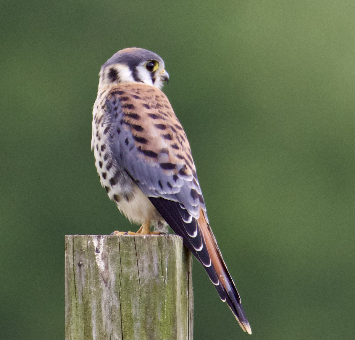 American Kestrel - ML591703501