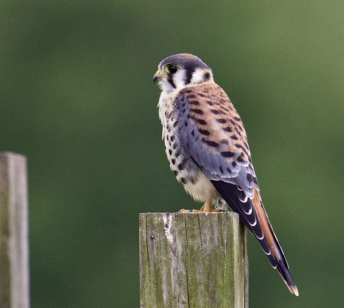 American Kestrel - ML591703511