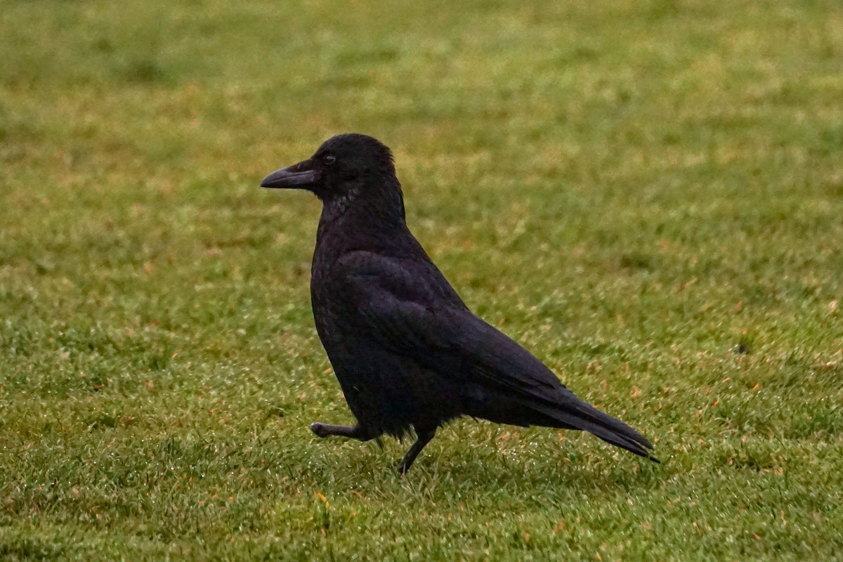 Carrion Crow - ML591703521