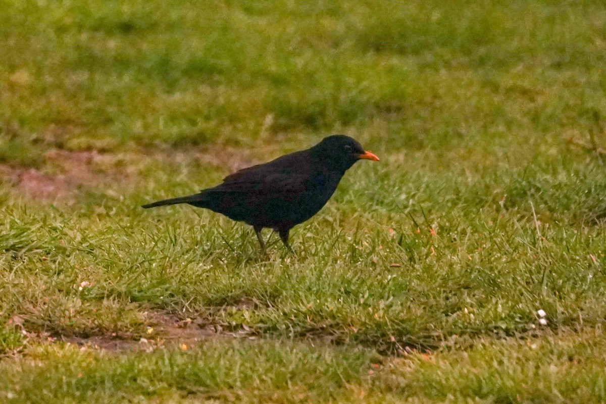 Eurasian Blackbird - ML591703541