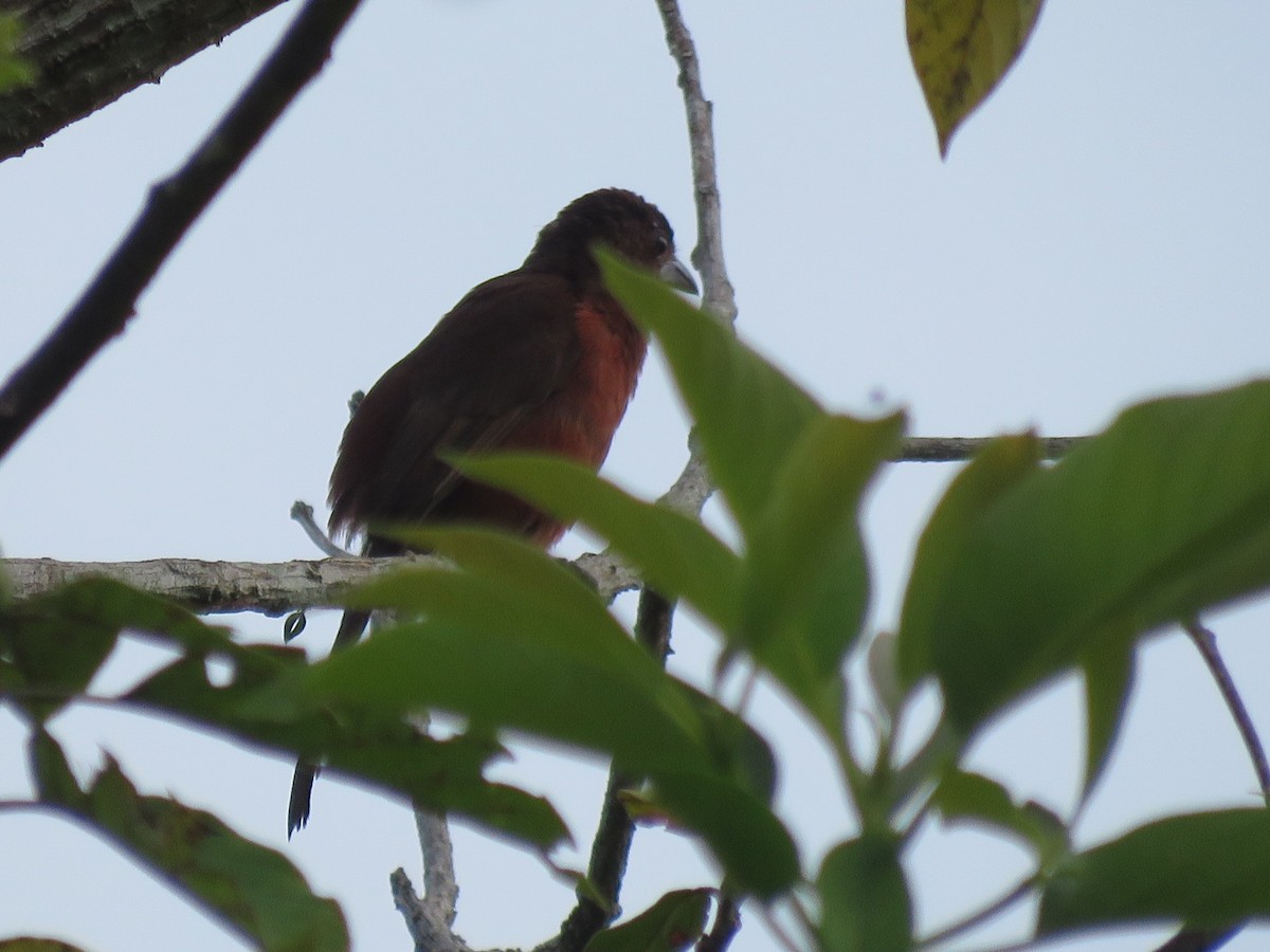 Silver-beaked Tanager - ML591703571