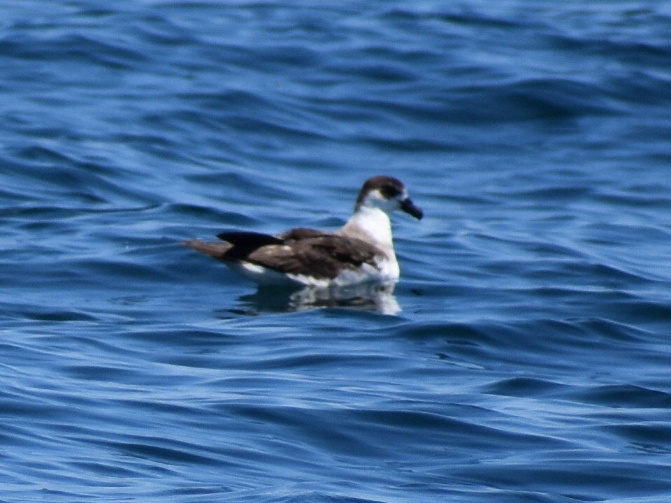 Black-capped Petrel - ML591703581