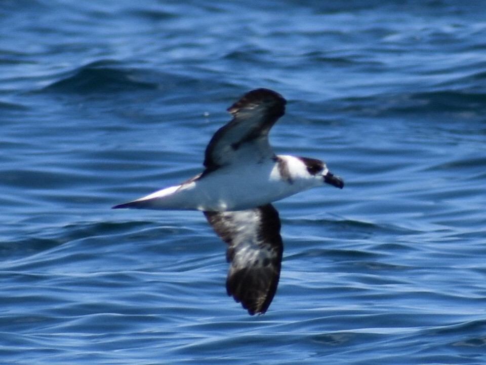 Black-capped Petrel - ML591703711