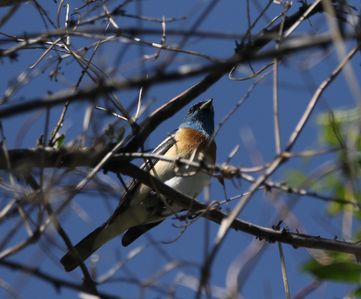 Lazuli Bunting - ML591704101