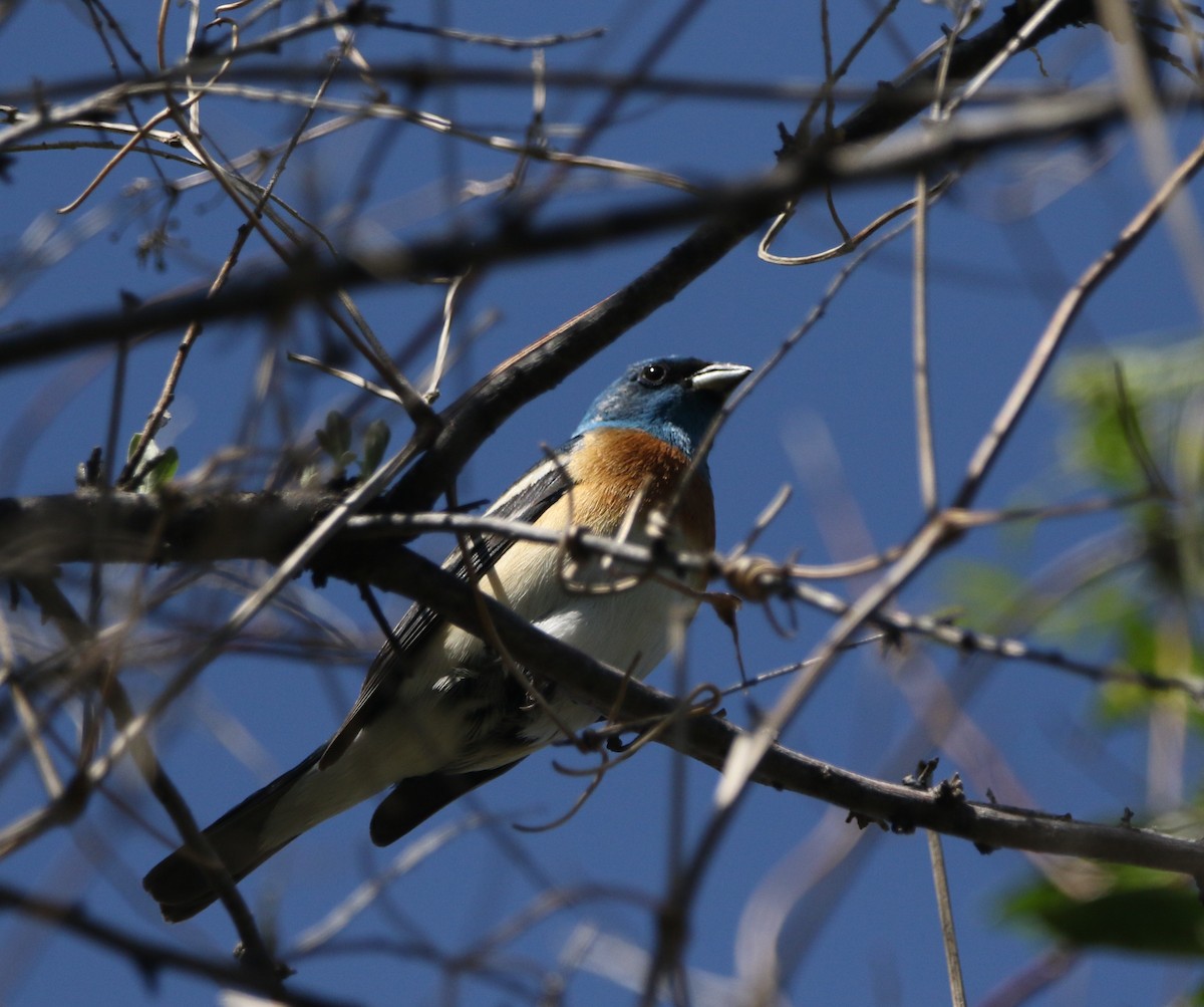 Lazuli Bunting - ML591704111