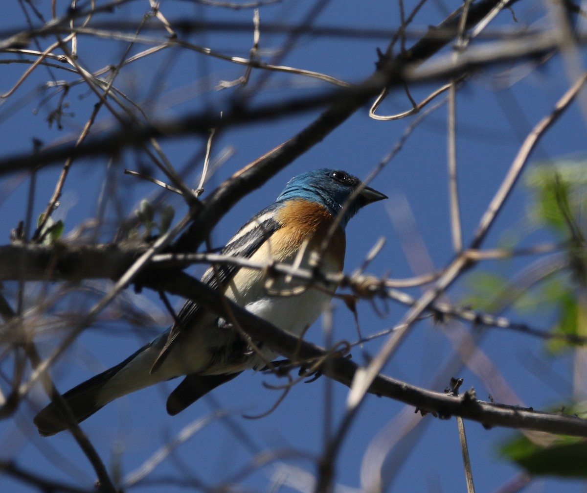 Lazuli Bunting - ML591704141