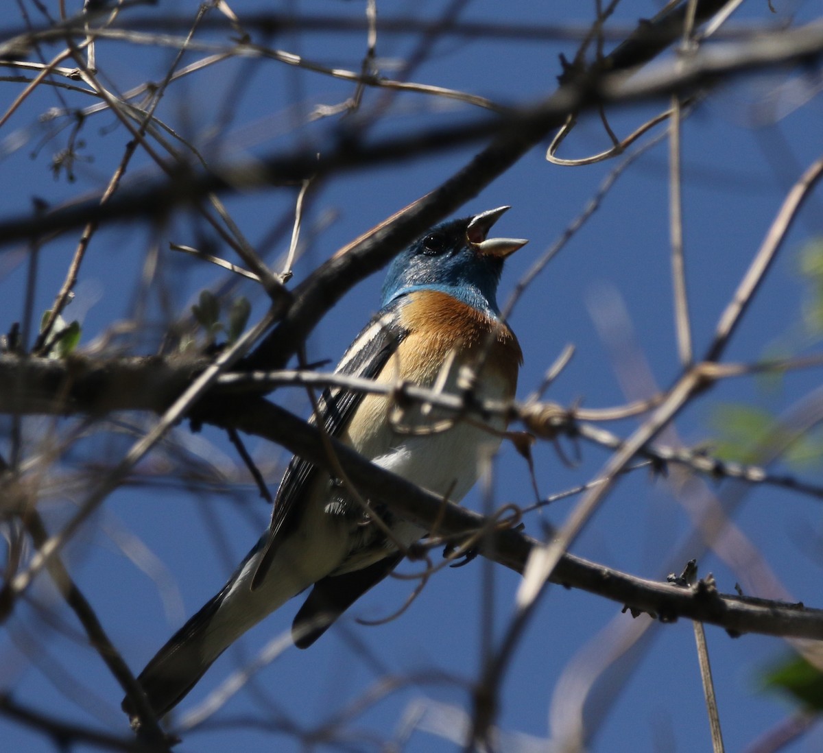 Lazuli Bunting - ML591704151