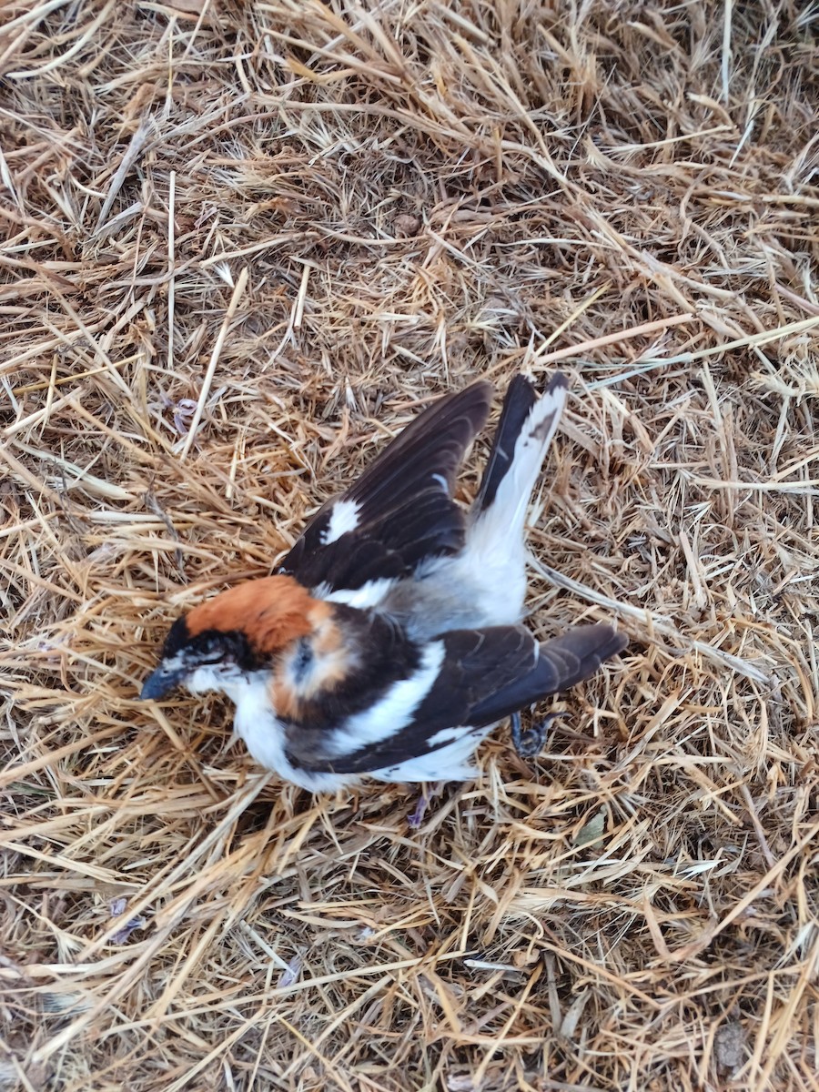 Woodchat Shrike - ML591705991