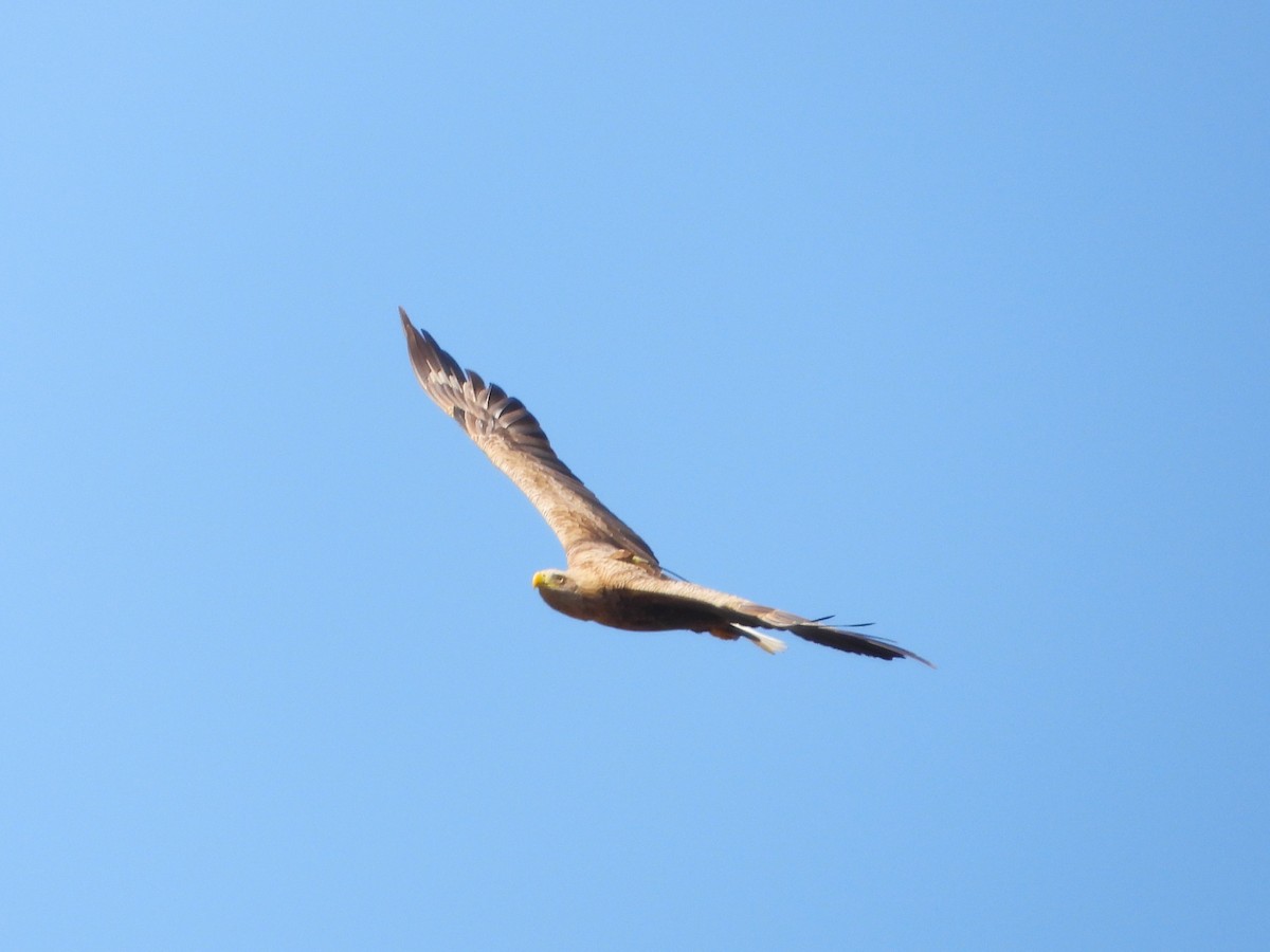 White-tailed Eagle - מוטי בייפוס