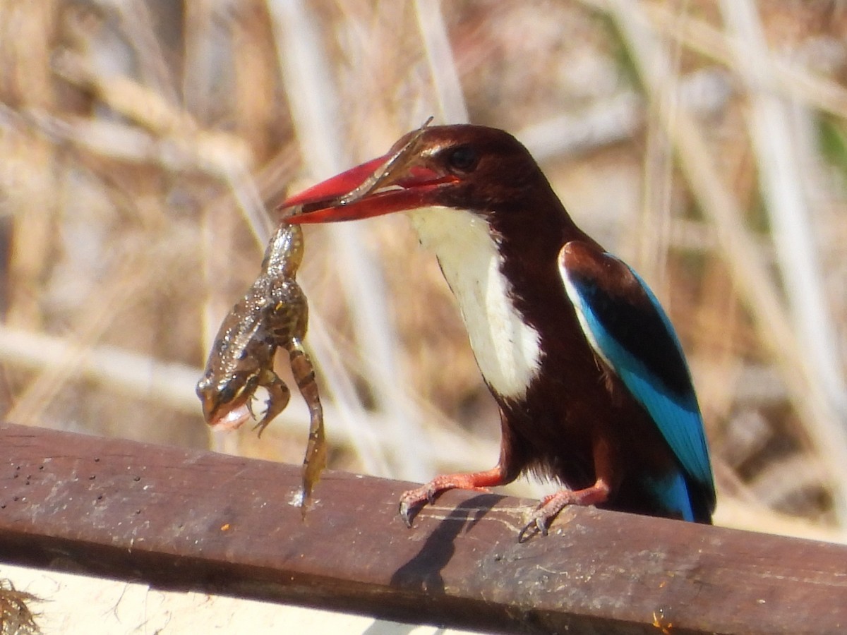 White-throated Kingfisher - ML591706431