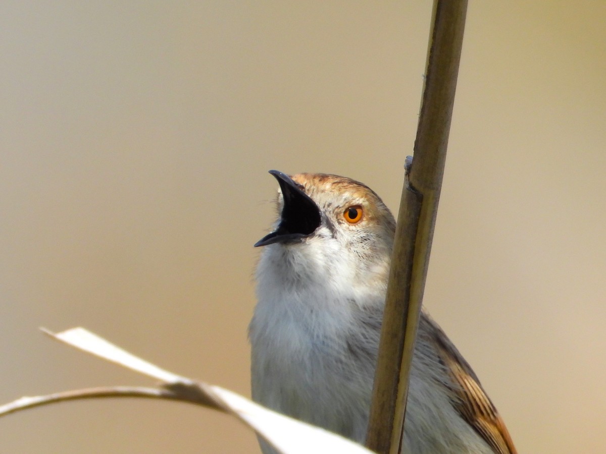 Graceful Prinia - ML591706601