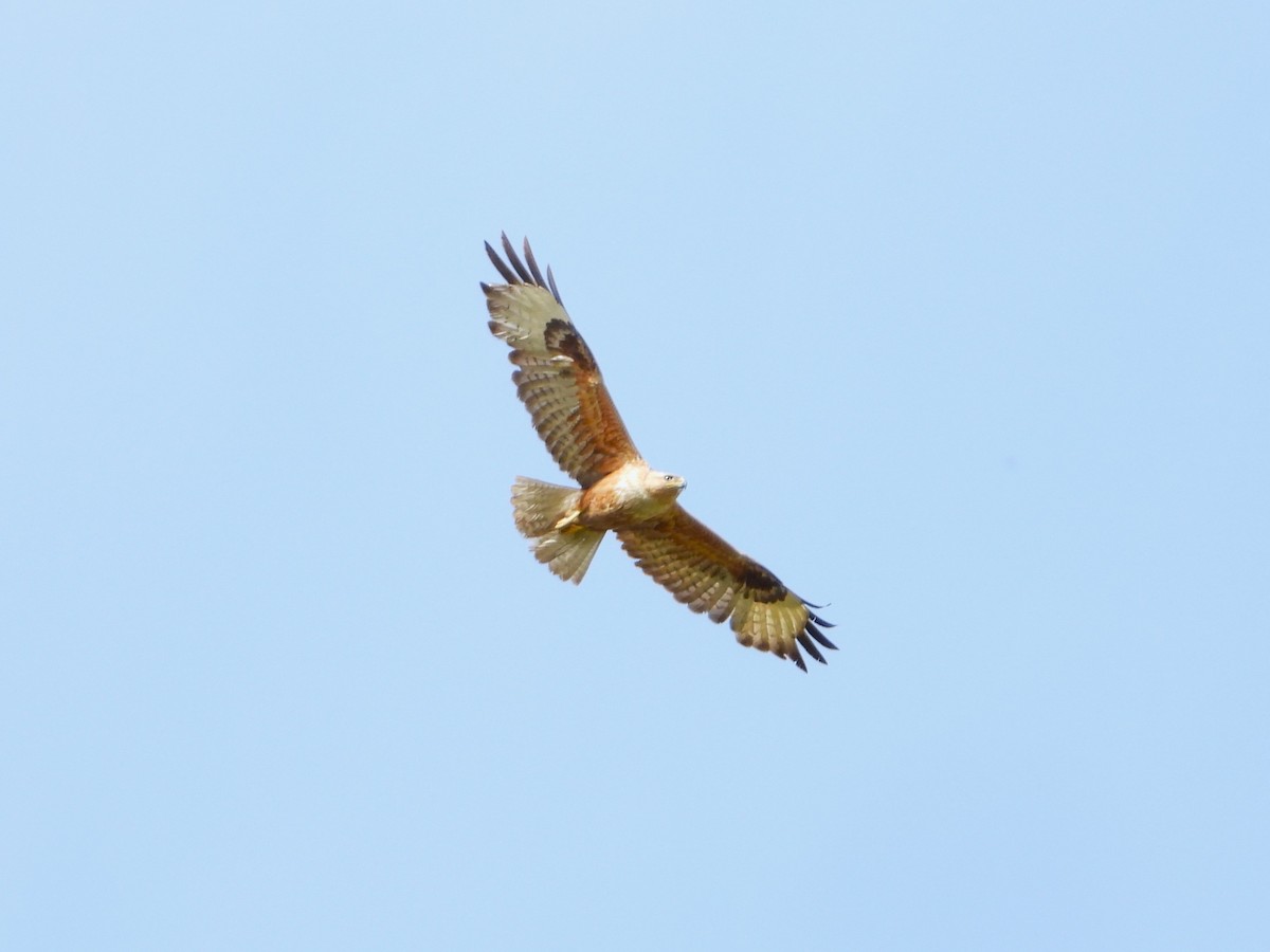 Long-legged Buzzard - ML591707261