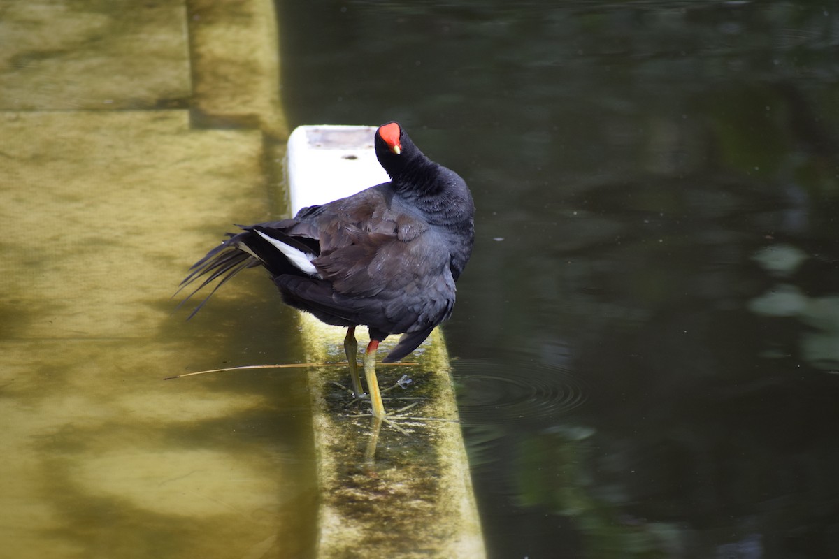 Gallinule d'Amérique - ML591707521