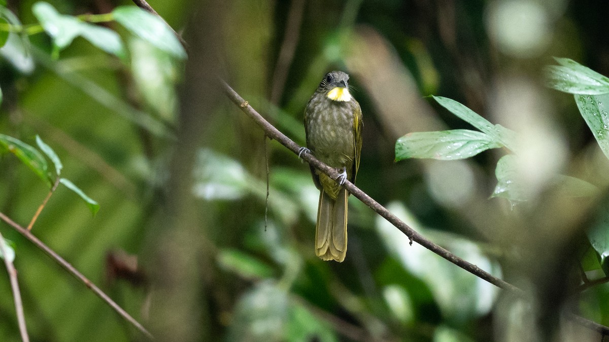 Western Bearded-Greenbul - Mathurin Malby