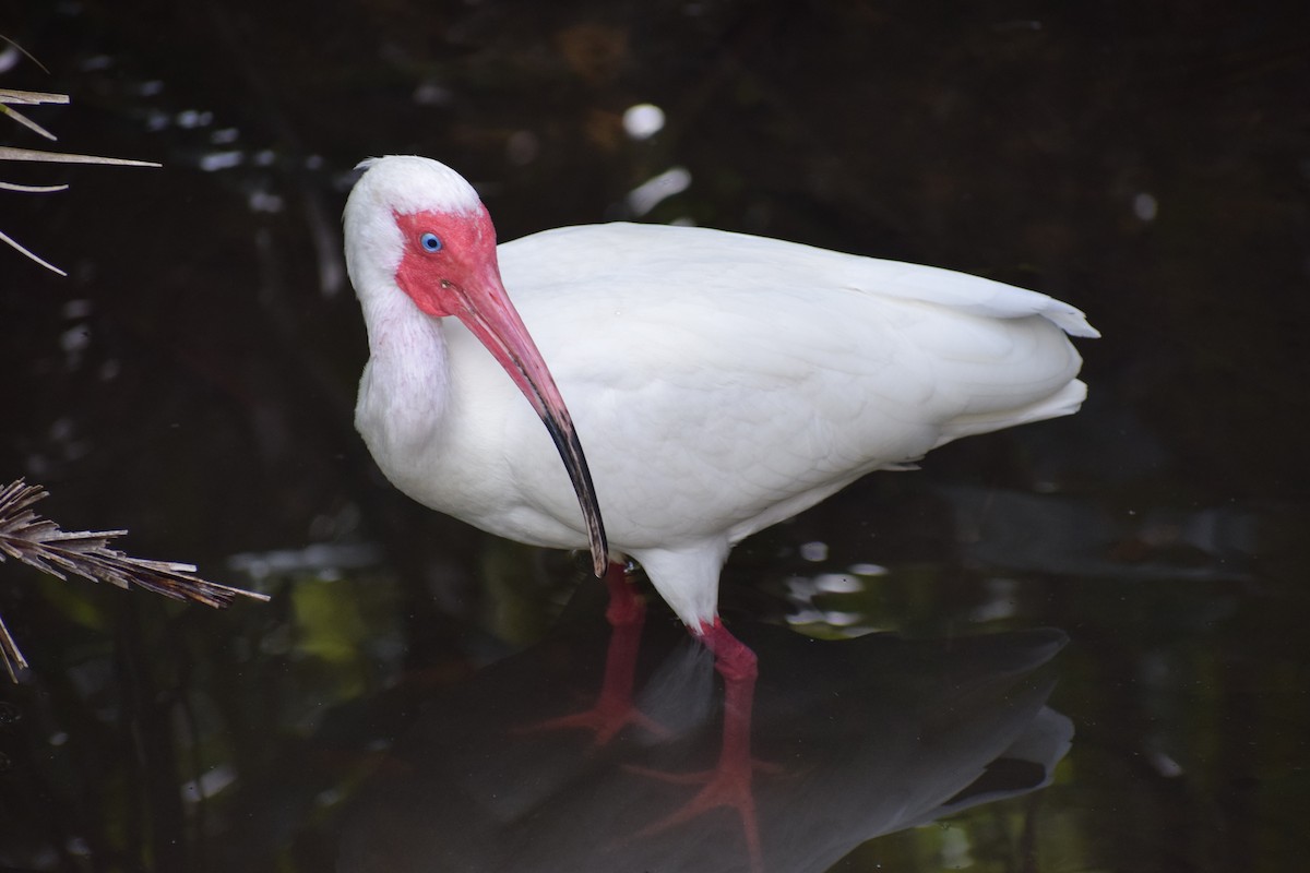 ibis bílý - ML591707661