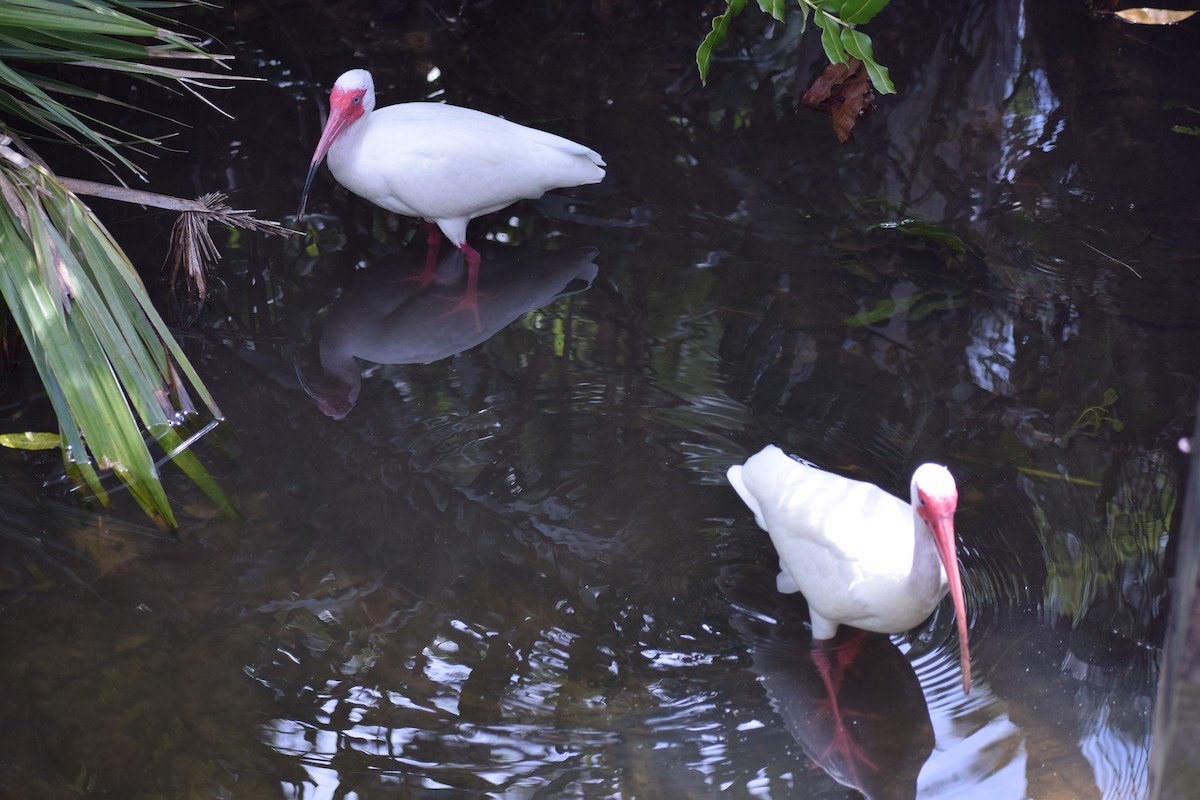 ibis bílý - ML591707681