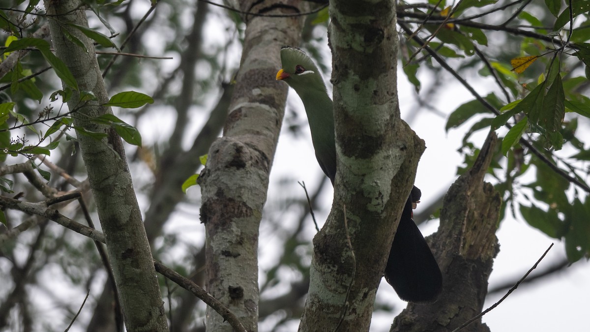 Yellow-billed Turaco - Mathurin Malby