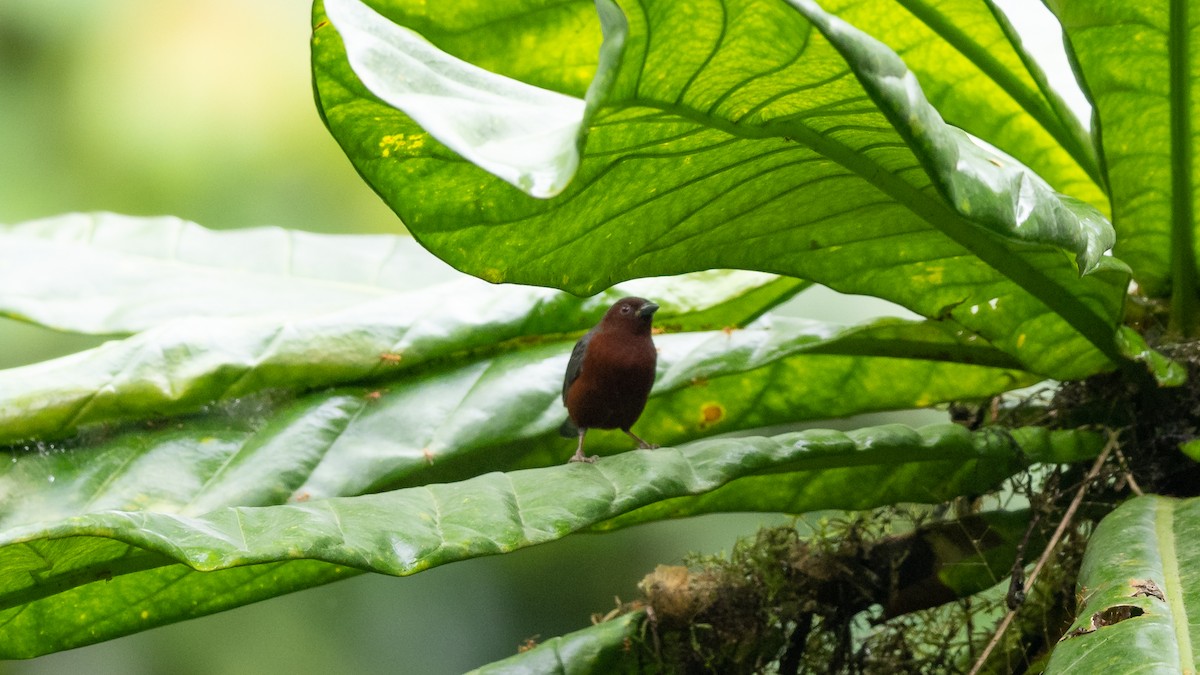 Chestnut-breasted Nigrita - Mathurin Malby