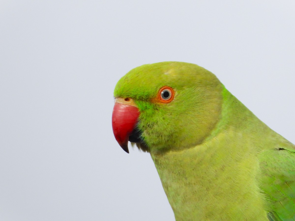 Rose-ringed Parakeet - מוטי בייפוס