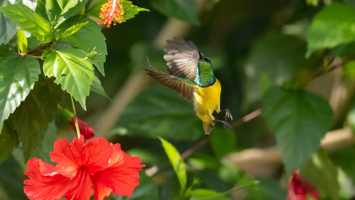 Collared Sunbird - ML591708681