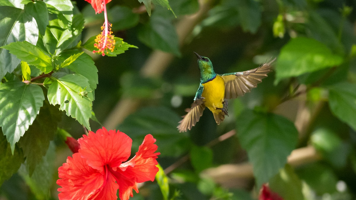 Collared Sunbird - ML591708781