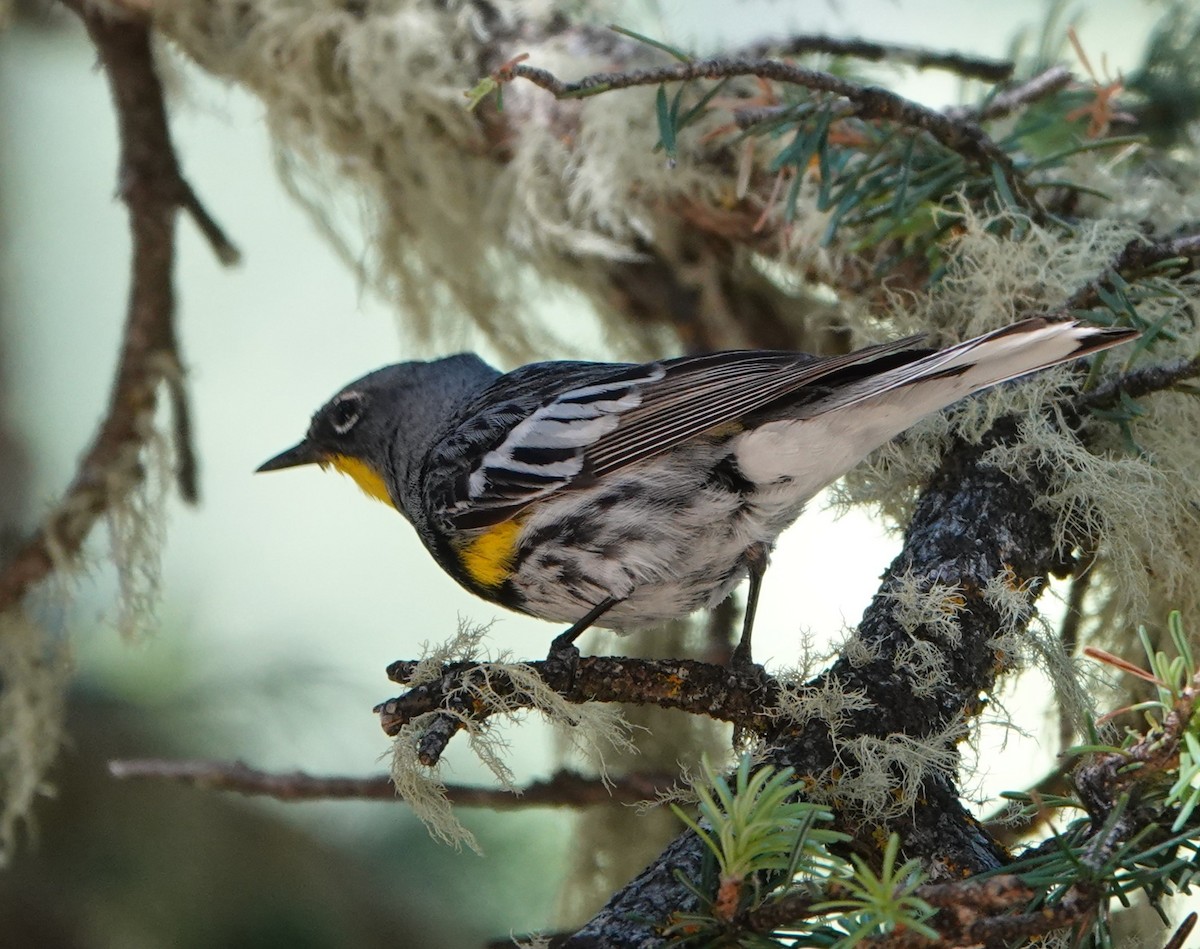 Yellow-rumped Warbler (Audubon's) - ML591708861