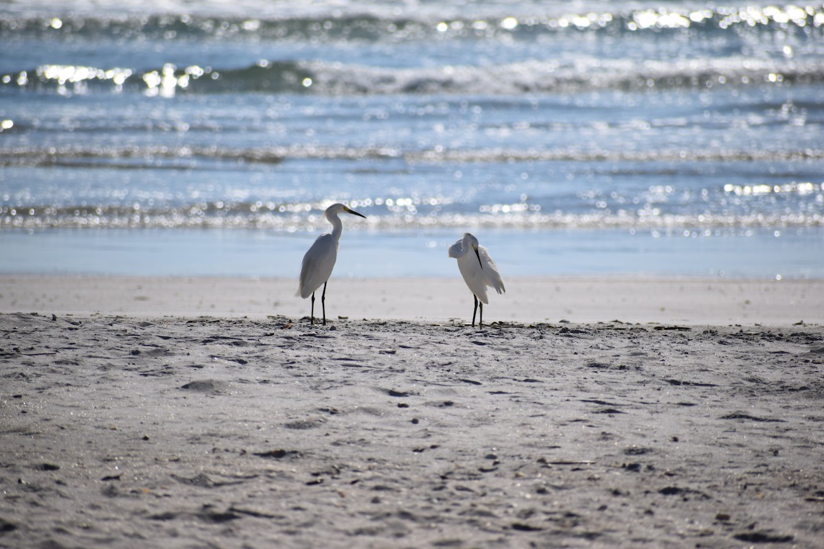 Snowy Egret - ML591708901