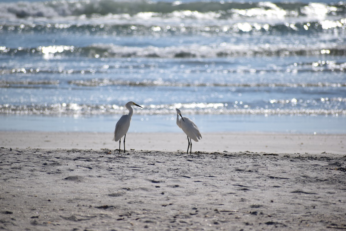 Snowy Egret - ML591708941