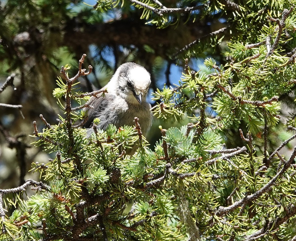 Canada Jay (Rocky Mts.) - ML591709161