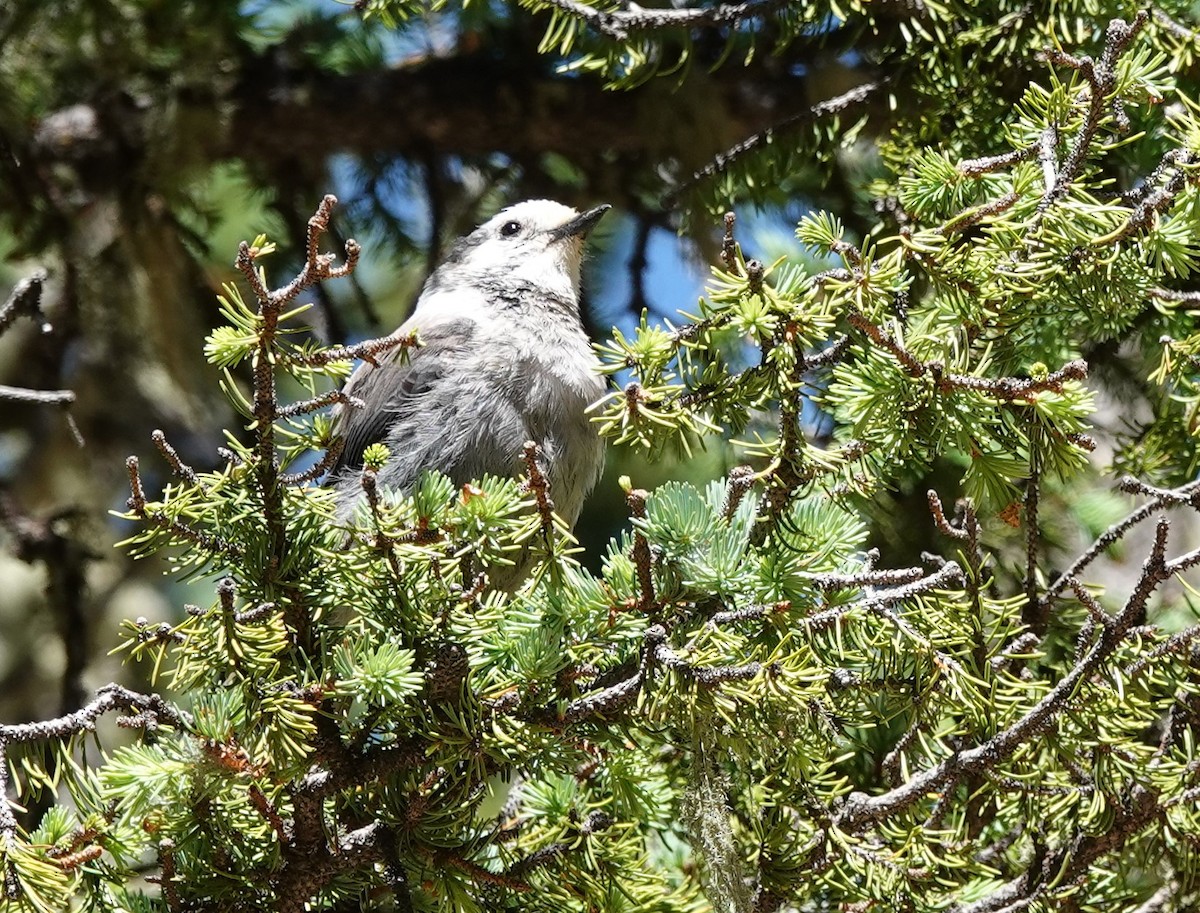 Canada Jay (Rocky Mts.) - ML591709231