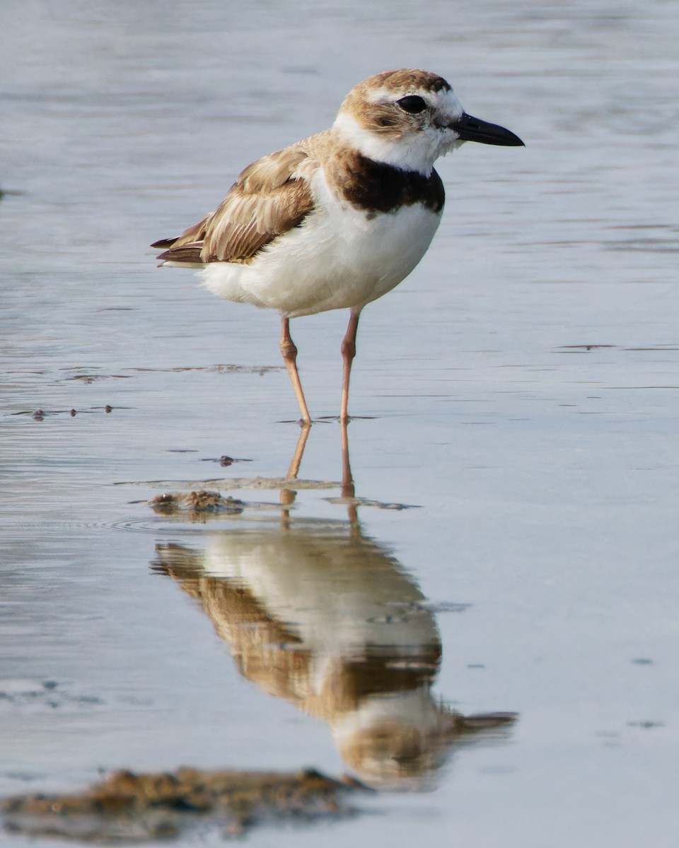 Wilson's Plover - ML591709241