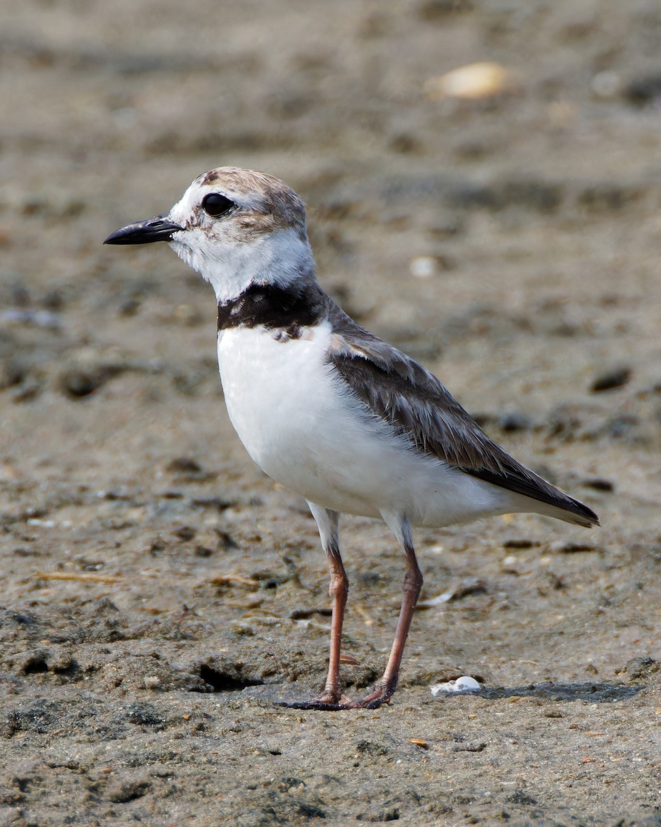 Wilson's Plover - ML591709261