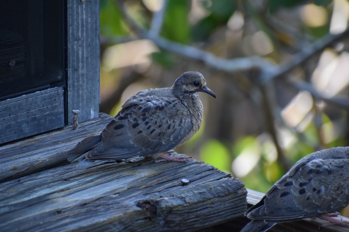 Mourning Dove - ML591709271