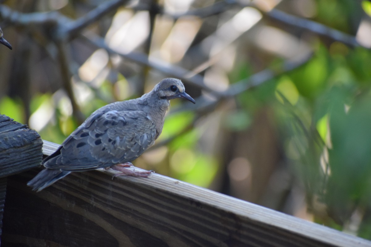 Mourning Dove - ML591709291