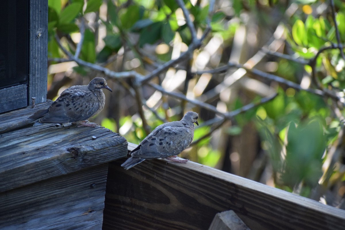 Mourning Dove - ML591709301